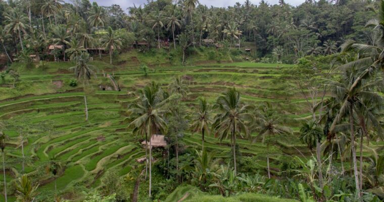 Indonesia: De los arrozales de Bali a las islas de Komodo