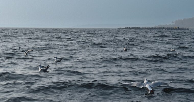 Azores Senderismo Y Cetáceos