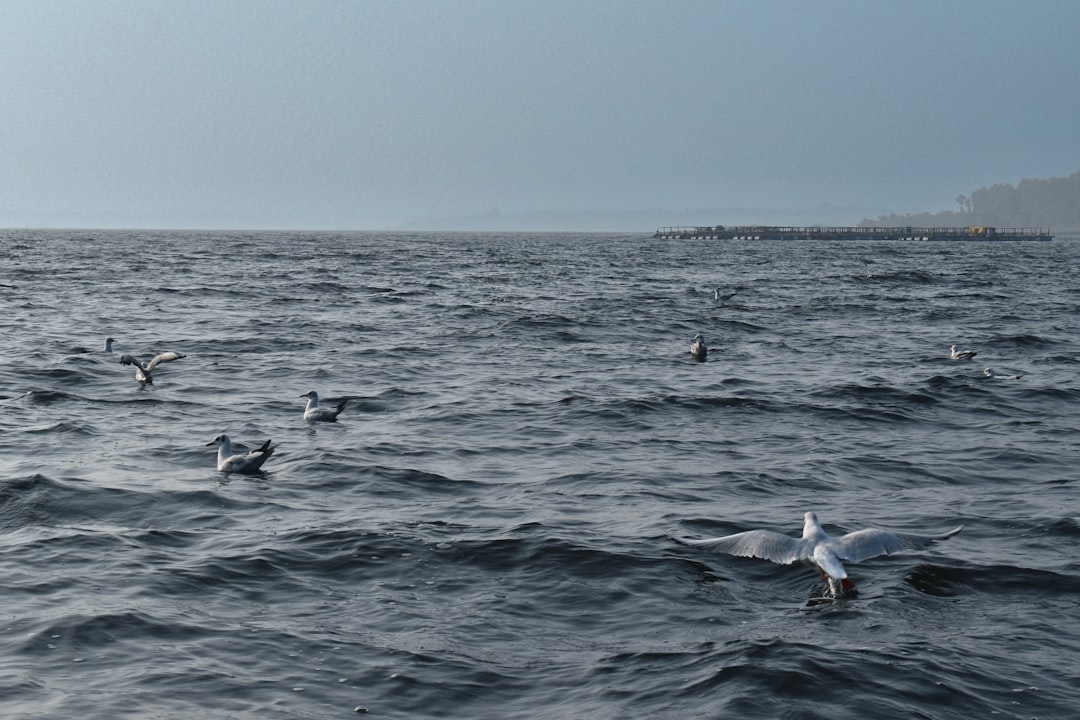 Azores Senderismo Y Cetáceos