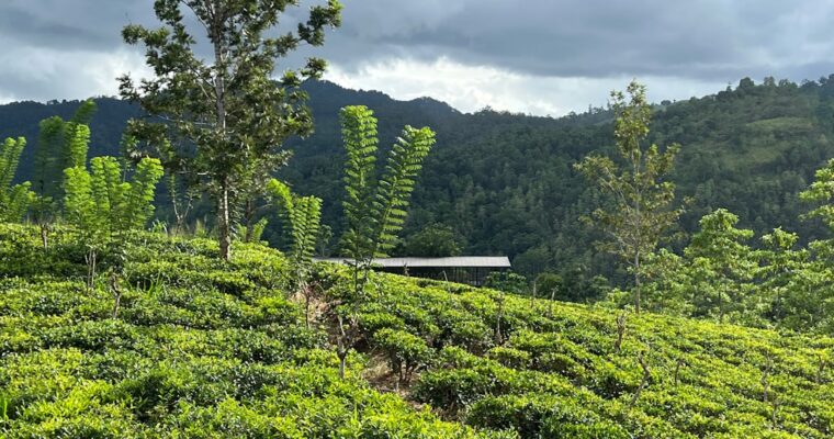 Maravillas De Sri Lanka