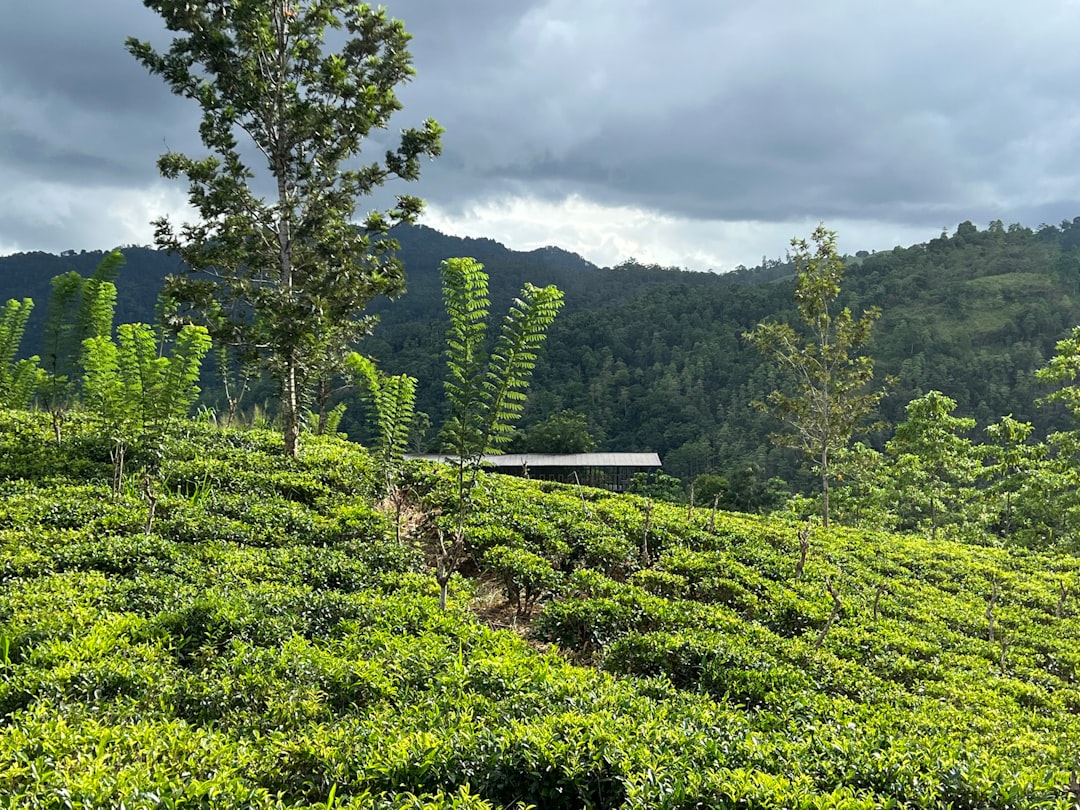 Maravillas De Sri Lanka