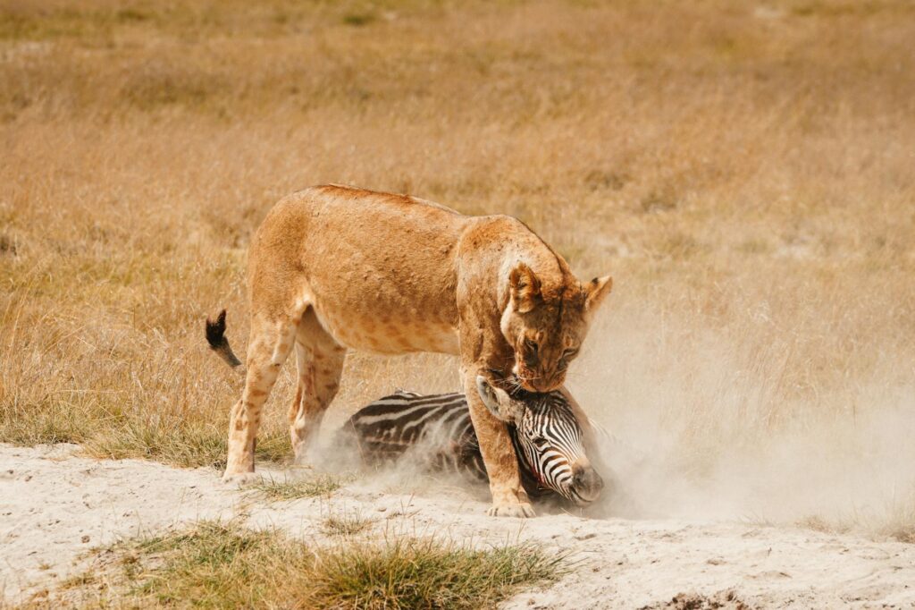 lion eats the prey